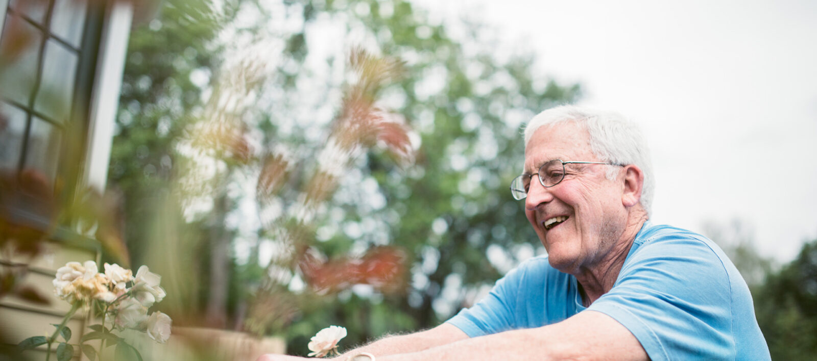 senior man pruning his roses